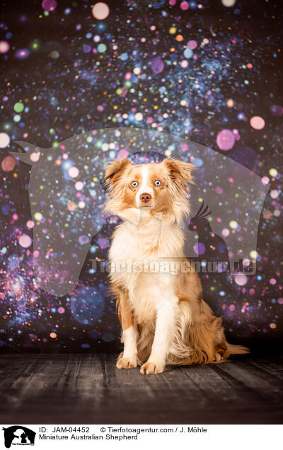 Miniature Australian Shepherd / Miniature Australian Shepherd / JAM-04452