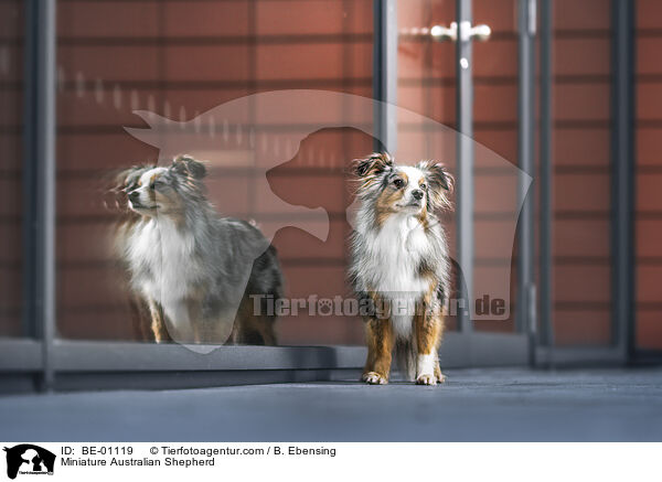 Miniature Australian Shepherd / Miniature Australian Shepherd / BE-01119