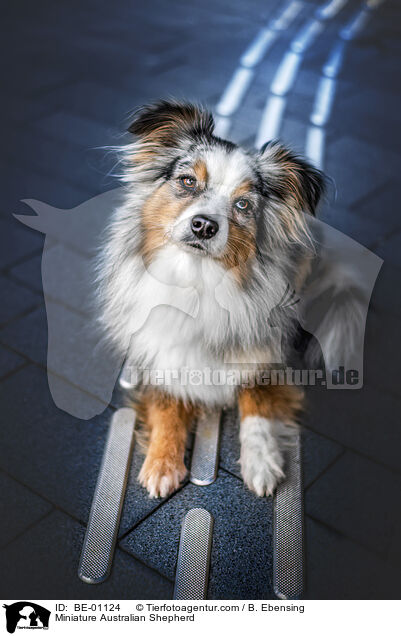 Miniature Australian Shepherd / Miniature Australian Shepherd / BE-01124