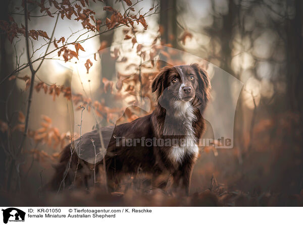 Miniature Australian Shepherd Hndin / female Miniature Australian Shepherd / KR-01050