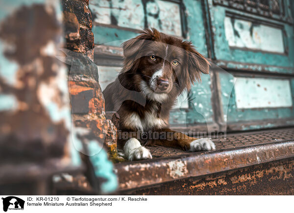 Miniature Australian Shepherd Hndin / female Miniature Australian Shepherd / KR-01210