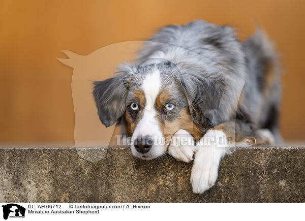 Miniature Australian Shepherd / Miniature Australian Shepherd / AH-06712