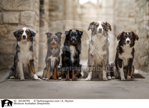 Miniature Australian Shepherds / AH-06765