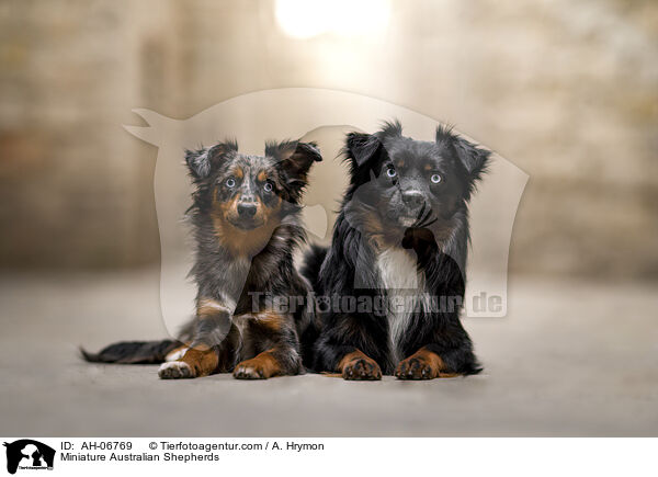 Miniature Australian Shepherds / Miniature Australian Shepherds / AH-06769