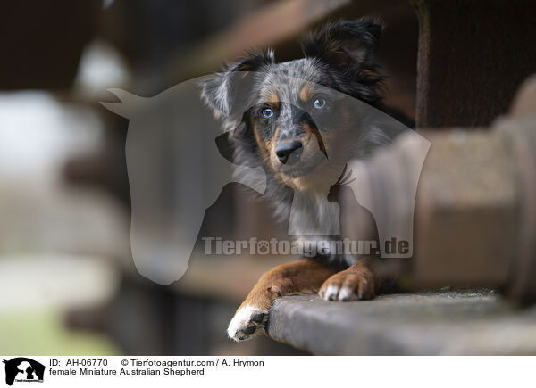 Miniature Australian Shepherd Hndin / female Miniature Australian Shepherd / AH-06770