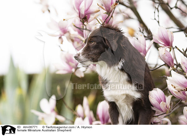 Miniature Australian Shepherd Hndin / female Miniature Australian Shepherd / AH-06771