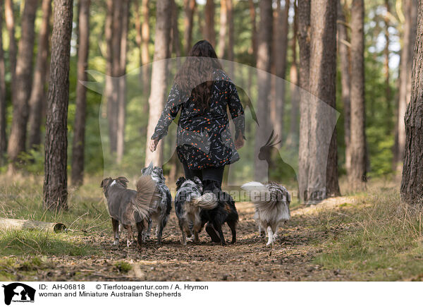 Frau und Miniature Australian Shepherds / woman and Miniature Australian Shepherds / AH-06818
