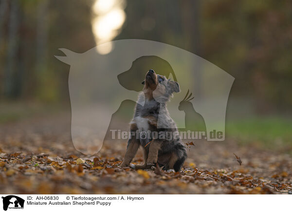 Miniature Australian Shepherd Welpe / Miniature Australian Shepherd Puppy / AH-06830