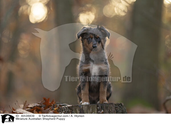 Miniature Australian Shepherd Welpe / Miniature Australian Shepherd Puppy / AH-06839