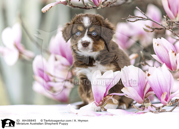 Miniature Australian Shepherd Puppy / AH-06845