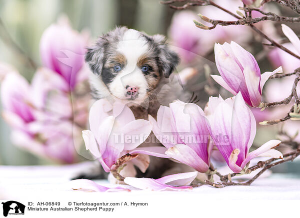 Miniature Australian Shepherd Welpe / Miniature Australian Shepherd Puppy / AH-06849