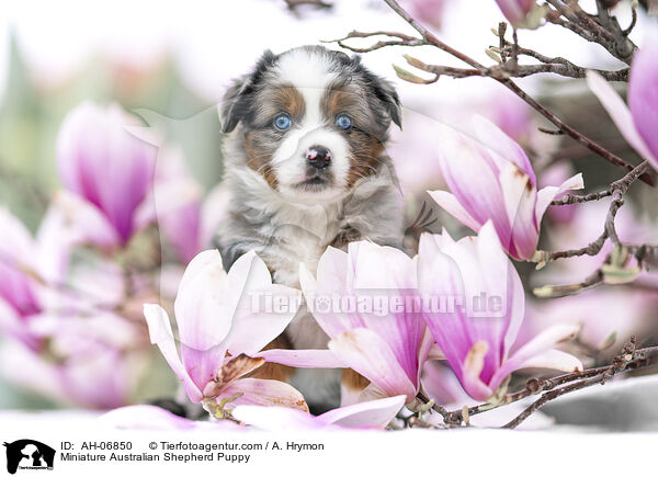 Miniature Australian Shepherd Welpe / Miniature Australian Shepherd Puppy / AH-06850
