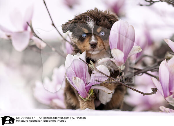 Miniature Australian Shepherd Puppy / AH-06857