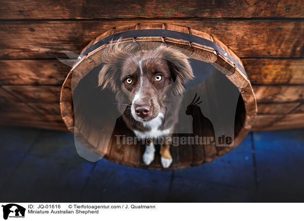 Miniature Australian Shepherd / Miniature Australian Shepherd / JQ-01616