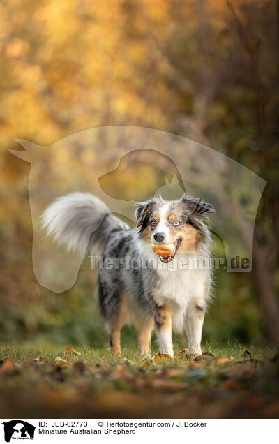 Miniature Australian Shepherd / Miniature Australian Shepherd / JEB-02773