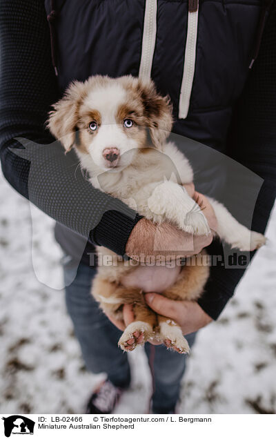 Miniature Australian Shepherd / Miniature Australian Shepherd / LB-02466