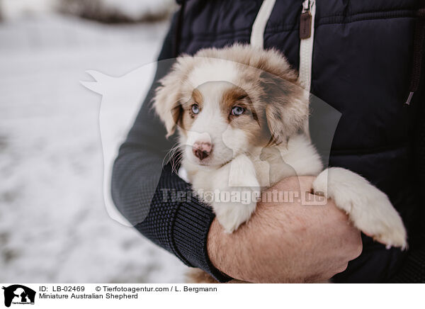 Miniature Australian Shepherd / Miniature Australian Shepherd / LB-02469