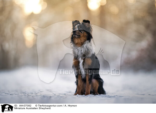 Miniature Australian Shepherd / Miniature Australian Shepherd / AH-07082