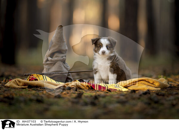 Miniature Australian Shepherd Puppy / AH-07103