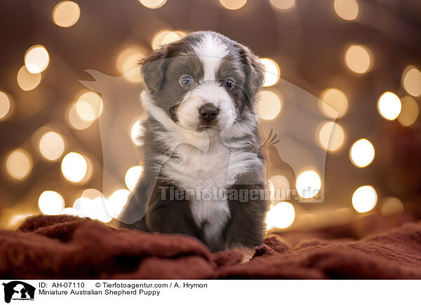 Miniature Australian Shepherd Welpe / Miniature Australian Shepherd Puppy / AH-07110