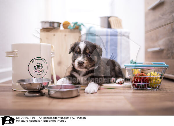 Miniature Australian Shepherd Puppy / AH-07116