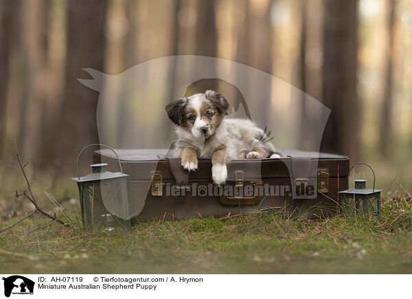 Miniature Australian Shepherd Welpe / Miniature Australian Shepherd Puppy / AH-07119