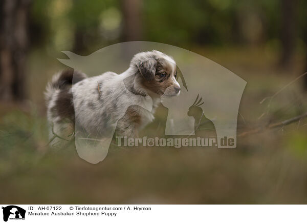 Miniature Australian Shepherd Welpe / Miniature Australian Shepherd Puppy / AH-07122