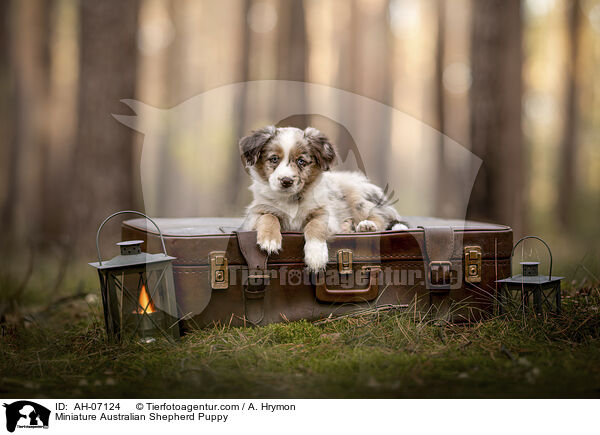 Miniature Australian Shepherd Welpe / Miniature Australian Shepherd Puppy / AH-07124
