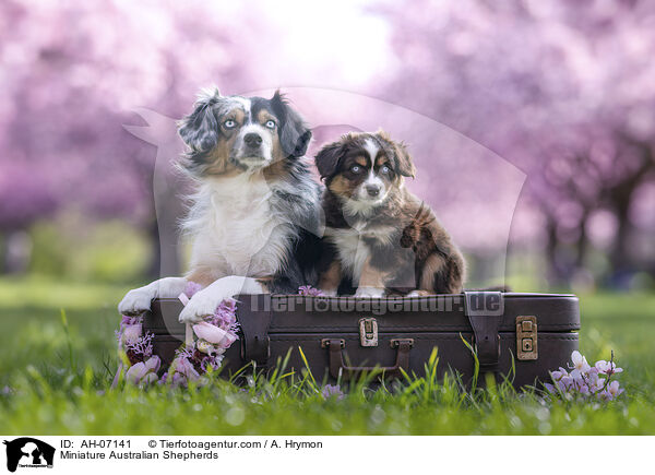 Miniature Australian Shepherds / Miniature Australian Shepherds / AH-07141