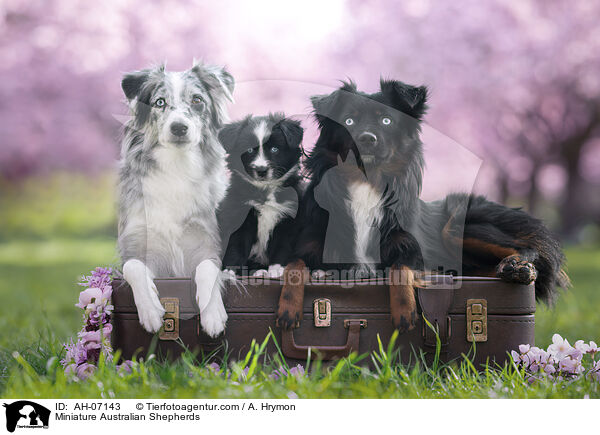 Miniature Australian Shepherds / Miniature Australian Shepherds / AH-07143