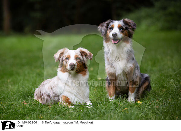 dogs / MM-02306