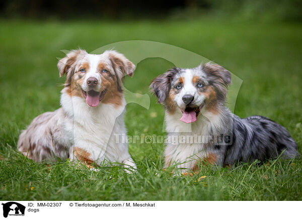 dogs / MM-02307