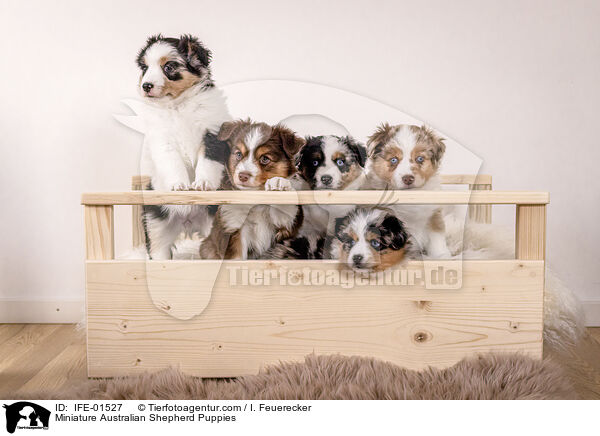 Miniature Australian Shepherd Welpen / Miniature Australian Shepherd Puppies / IFE-01527