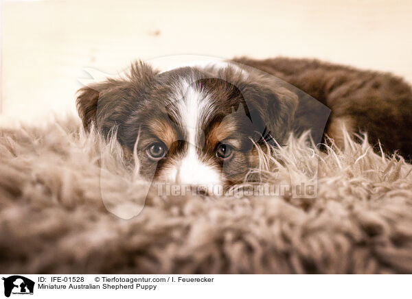 Miniature Australian Shepherd Welpe / Miniature Australian Shepherd Puppy / IFE-01528