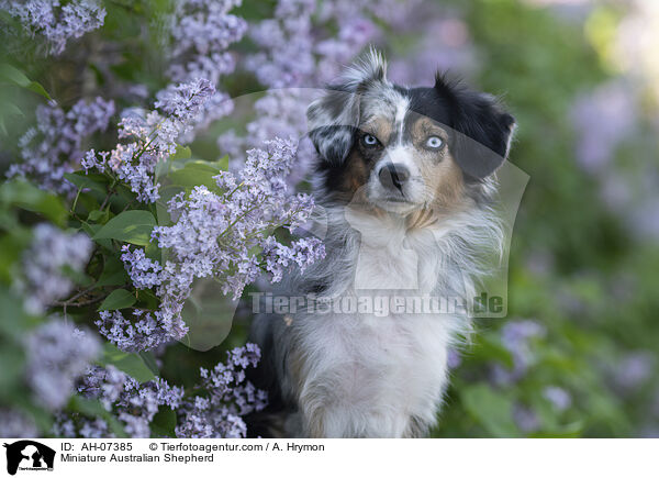 Miniature Australian Shepherd / Miniature Australian Shepherd / AH-07385