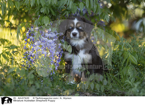 Miniature Australian Shepherd Welpe / Miniature Australian Shepherd Puppy / AH-07420