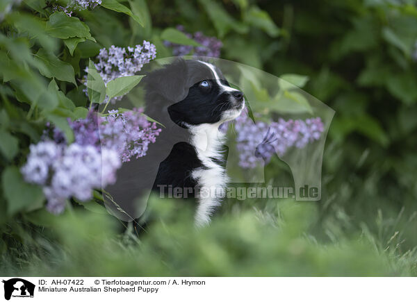 Miniature Australian Shepherd Welpe / Miniature Australian Shepherd Puppy / AH-07422