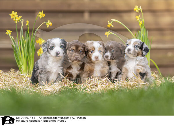 Miniature Australian Shepherd Welpe / Miniature Australian Shepherd Puppy / AH-07451
