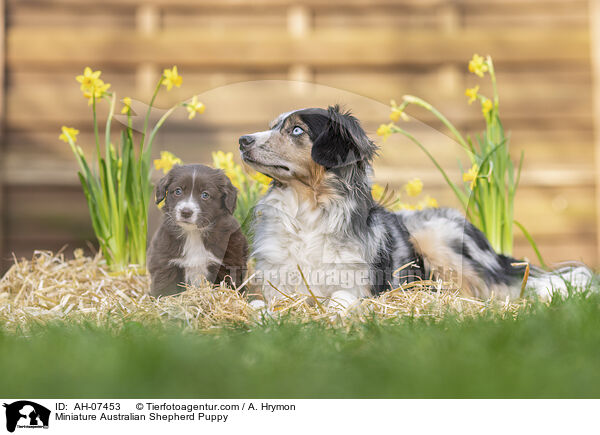 Miniature Australian Shepherd Welpe / Miniature Australian Shepherd Puppy / AH-07453