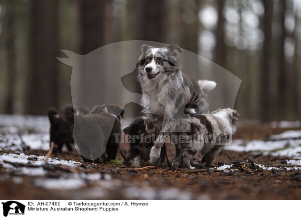 Miniature Australian Shepherd Welpen / Miniature Australian Shepherd Puppies / AH-07460