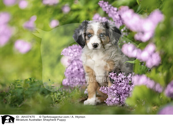 Miniature Australian Shepherd Welpe / Miniature Australian Shepherd Puppy / AH-07475