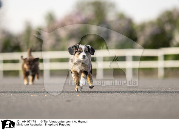 Miniature Australian Shepherd Welpen / Miniature Australian Shepherd Puppies / AH-07478