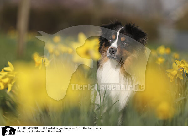 Miniature Australian Shepherd / Miniature Australian Shepherd / KB-13809