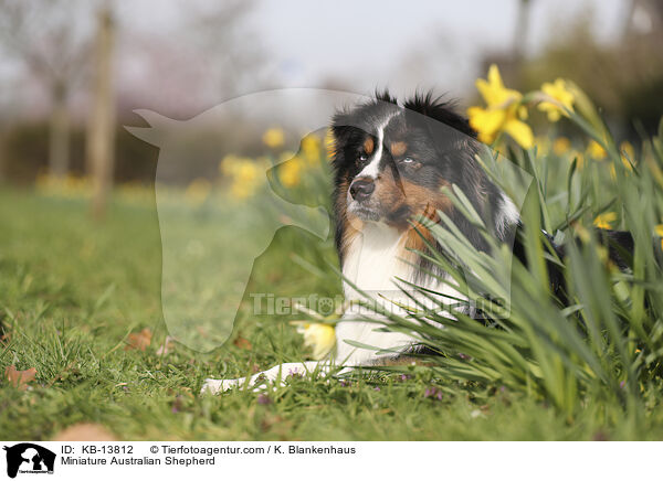 Miniature Australian Shepherd / Miniature Australian Shepherd / KB-13812