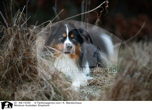 Miniature Australian Shepherd / Miniature Australian Shepherd / KB-14350