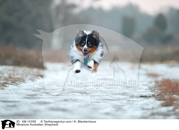 Miniature Australian Shepherd / Miniature Australian Shepherd / KB-14356