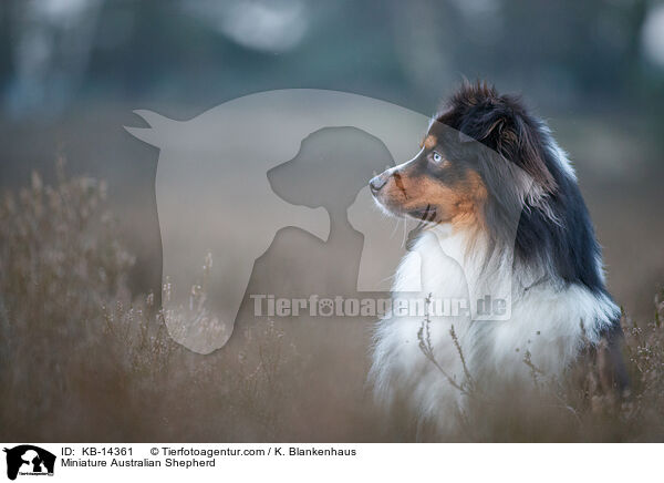 Miniature Australian Shepherd / Miniature Australian Shepherd / KB-14361
