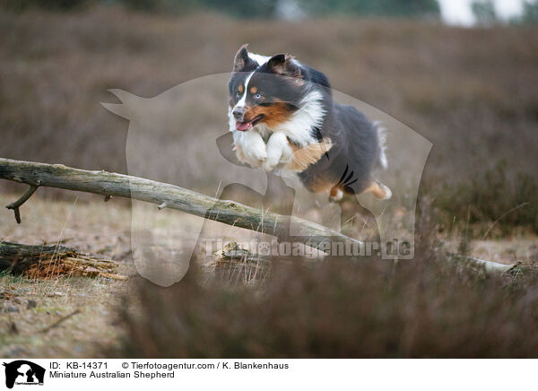 Miniature Australian Shepherd / Miniature Australian Shepherd / KB-14371