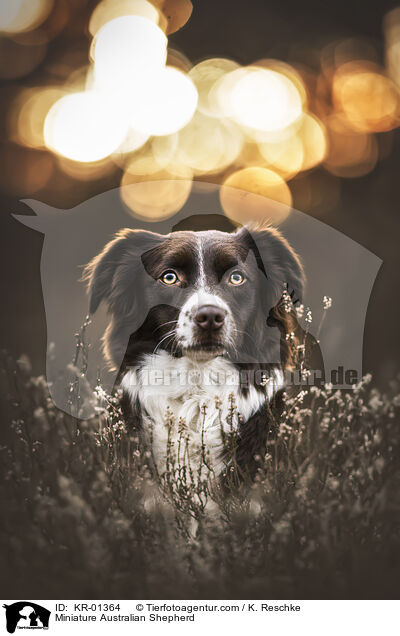 Miniature Australian Shepherd / Miniature Australian Shepherd / KR-01364