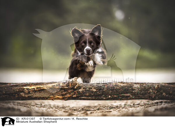 Miniature Australian Shepherd / Miniature Australian Shepherd / KR-01397